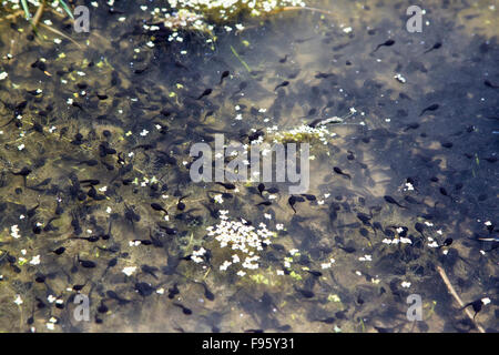 Westliche Kröte (Bufo Boreas), Kaulquappen, ThompsonNicola Region, Britisch-Kolumbien. Stockfoto