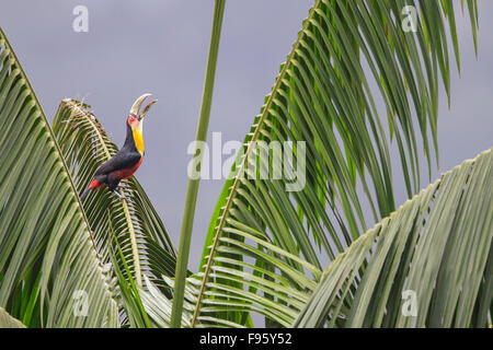 Redbreasted Toucan (Ramphastos Dicolorus) thront auf einem Ast im Atlantischen Regenwald des südöstlichen Brasilien. Stockfoto