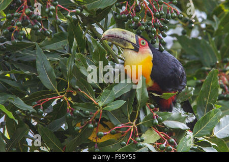 Redbreasted Toucan (Ramphastos Dicolorus) thront auf einem Ast im Atlantischen Regenwald des südöstlichen Brasilien. Stockfoto