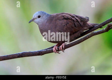 Rötliche Boden Taube (Columbina Talpacoti) thront auf einem Ast im Atlantischen Regenwald des südöstlichen Brasilien. Stockfoto