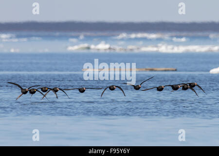 Surfen über (Melanitta Perspicillata) fliegen über die Hudson Bay in Churchill, Manitoba Kanada. Stockfoto