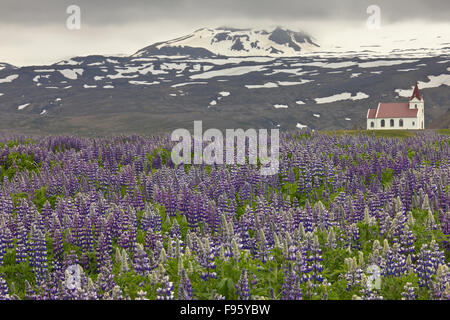 Ingjaldsholl Kirche in eine Lupine eingereicht 2km landeinwärts vom ersten Betonkirche Hellissandur, Island Island entstand in der Nähe Stockfoto