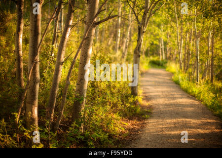 Aspen Waldweg im Glenbow Ranch Provincial Park, Alberta, Kanada Stockfoto