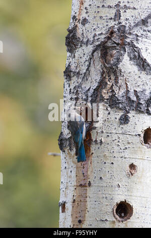 Mountain Bluebird (Sialia Currucoides), weibliche mit Insekten für die Küken auf natürliche Bruthöhle in Zittern Aspen (Populus Stockfoto