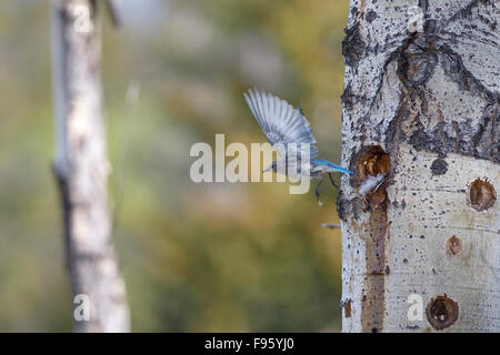 Mountain Bluebird (Sialia Currucoides), weibliche herausfliegen natürliche Bruthöhle in Aspen (Populus Tremuloides), in der Nähe von Zittern Stockfoto