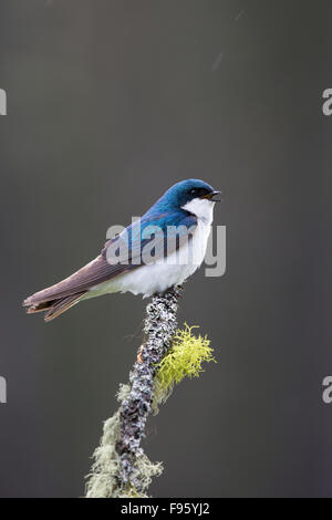 Baum schlucken (Tachycineta bicolor), Männlich, singen im Regen, Lac Le Jeune, British Columbia. Stockfoto