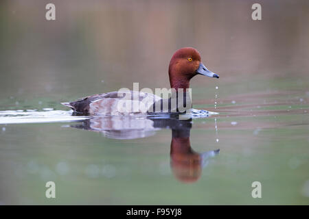 Rothaarige (Aythya Americana), männliche in der Zucht Gefieder, Kamloops, Britisch-Kolumbien. Stockfoto