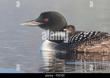 Gemeinsamen Loon (Gavia Immer), Erwachsene mit Küken auf Rücken, Lac Le Jeune, Britisch-Kolumbien. Stockfoto