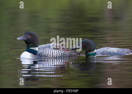 Gemeinsamen Loon (Gavia Immer), Erwachsene Blutegel (Hirudinea Klasse) zu reiten auf die anderen Erwachsenen zurück, Lac Le Jeune Küken Fütterung, Stockfoto