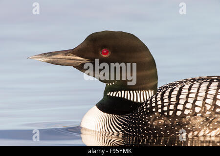 Gemeinsamen Loon (Gavia Immer), Lac Le Jeune, Britisch-Kolumbien. Stockfoto