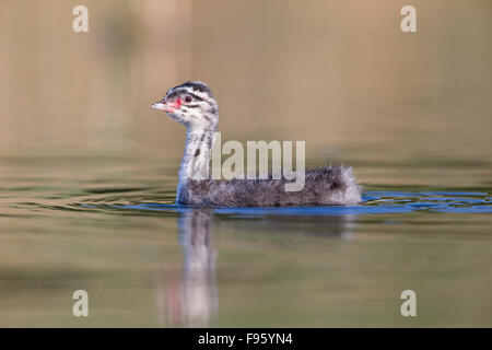 Ohrentaucher (Podiceps Auritus), Küken, Kamloops, Britisch-Kolumbien. Stockfoto