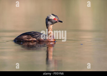 Ohrentaucher (Podiceps Auritus), Erwachsene in der Zucht Gefieder, Kamloops, Britisch-Kolumbien. Stockfoto