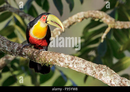 Redbreasted Toucan (Ramphastos Dicolorus) thront auf einem Ast im Atlantischen Regenwald des südöstlichen Brasilien. Stockfoto