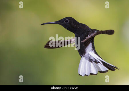 Schwarzen Jakobiner (Florisuga Fusca) fliegen und Fütterung eine Blume im Atlantischen Regenwald des südöstlichen Brasilien. Stockfoto