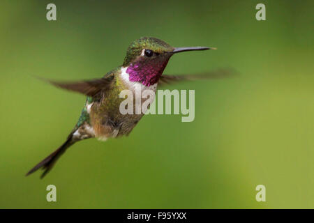 Amethyst Woodstar (Calliphlox Amethystina) fliegen und Fütterung eine Blume im Atlantischen Regenwald des südöstlichen Brasilien. Stockfoto