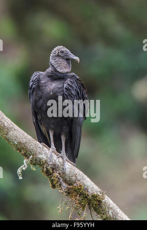 Mönchsgeier (Caagyps Atratus) thront auf einem Ast in Costa Rica. Stockfoto