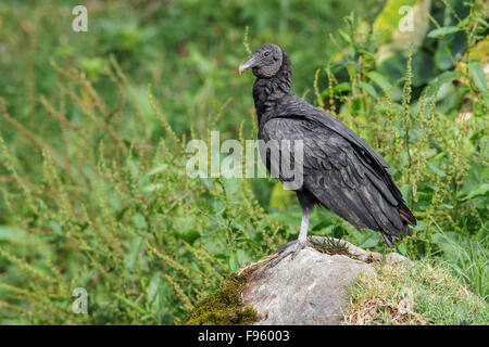 Mönchsgeier (Caagyps Atratus) thront auf einem Felsen in Costa Rica. Stockfoto