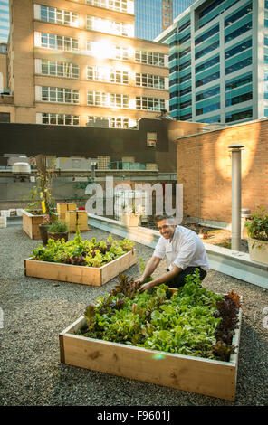 Koch Darren MacLean am Downtown Essen Restuarant Veggie Dachgarten, Calgary, Alberta (Model Release) Stockfoto