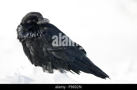 Kolkrabe (Corvus Corax) im Winter, Banff Nationalpark, Alberta, Kanada Stockfoto