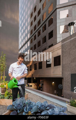 Koch Darren MacLean am Downtown Essen Restuarant Veggie Dachgarten, Calgary, Alberta Modell freigegeben Stockfoto