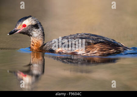 Ohrentaucher (Podiceps Auritus), Erwachsene in der Zucht Gefieder, Kamloops, Britisch-Kolumbien. Stockfoto