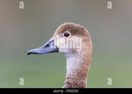 Rothaarig (Aythya Americana), Weiblich, Kamloops, Britisch-Kolumbien. Stockfoto