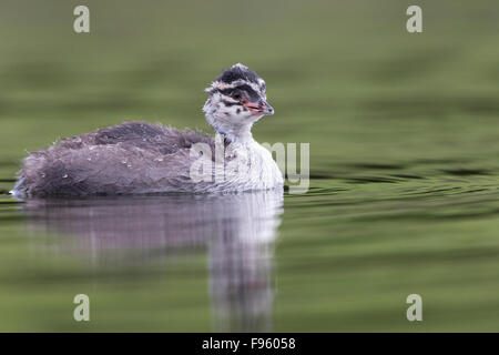 Ohrentaucher (Podiceps Auritus), Küken, Kamloops, Britisch-Kolumbien. Stockfoto