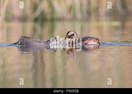 Ohrentaucher (Podiceps Auritus), adult füttern Libelle Naiad (O. Odonata), Küken, Kamloops, Britisch-Kolumbien. Stockfoto