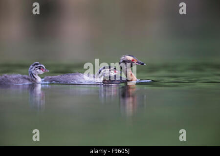 Ohrentaucher (Podiceps Auritus), Erwachsene und Küken, Kamloops, Britisch-Kolumbien. Stockfoto