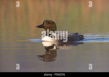 Gemeinsamen Loon (Gavia Immer), Erwachsene in der Zucht Gefieder am nebligen Morgen, Lac Le Jeune, Britisch-Kolumbien. Stockfoto