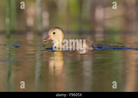 Rothaarig (Aythya Americana), Entlein, Kamloops, Britisch-Kolumbien. Stockfoto