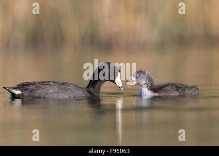 Amerikanisches Blässhuhn (Fulica Americana), Erwachsene und Jugendliche, Kamloops, Britisch-Kolumbien. Stockfoto