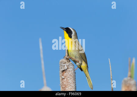 Gemeinsame Yellowthoat (Geothlypis Trichas), Männlich, singen, auf Rohrkolben (Typha SP.), Lac Le Jeune, Britisch-Kolumbien. Stockfoto