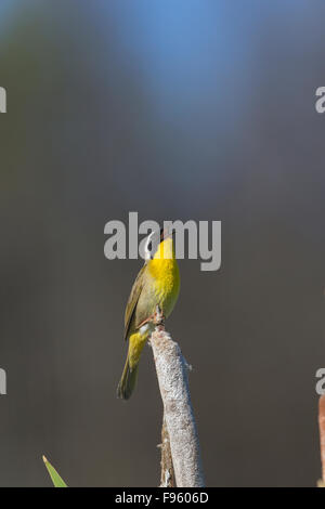 Gemeinsame Yellowthoat (Geothlypis Trichas), Männlich, singen, auf Rohrkolben (Typha SP.), Lac Le Jeune, Britisch-Kolumbien. Stockfoto