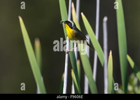 Gemeinsame Yellowthoat (Geothlypis Trichas), Männlich, mit Damselfly Naiad (O.Odonata), auf Rohrkolben (Typha SP.), Lac Le Jeune, Brite/Britin Stockfoto