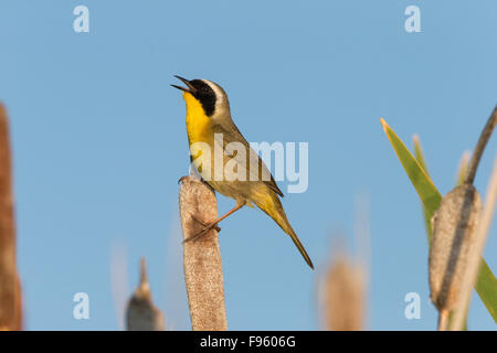 Gemeinsame Yellowthoat (Geothlypis Trichas), Männlich, singen, auf Rohrkolben (Typha SP.), Lac Le Jeune, Britisch-Kolumbien. Stockfoto