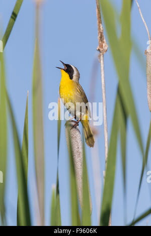 Gemeinsame Yellowthoat (Geothlypis Trichas), Männlich, singen, auf Rohrkolben (Typha SP.), Lac Le Jeune, Britisch-Kolumbien. Stockfoto