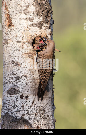 Nördlichen Flimmern (Colaptes Auratus), erwachsenes Weibchen, die Verfütterung von Ameisen und Ameise Larven an Küken im Nest Loch in Zittern Aspen Stockfoto