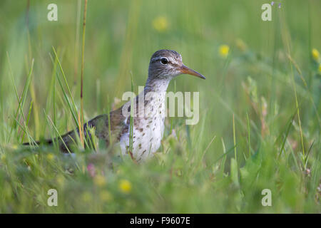 Spotted Flussuferläufer (Actitis Macularius), Erwachsene in der Zucht Gefieder, ThompsonNicola Region, Britisch-Kolumbien. Stockfoto