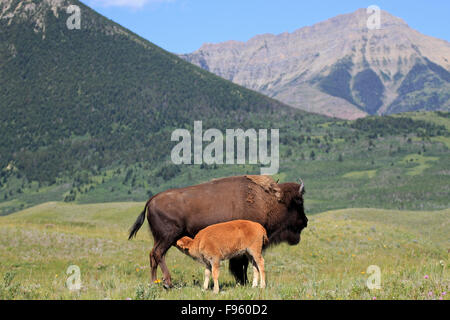 Mutter Bisons fressen ihr Kalb im Sommer in Waterton Lakes Nationalpark, Alberta, Kanada Stockfoto