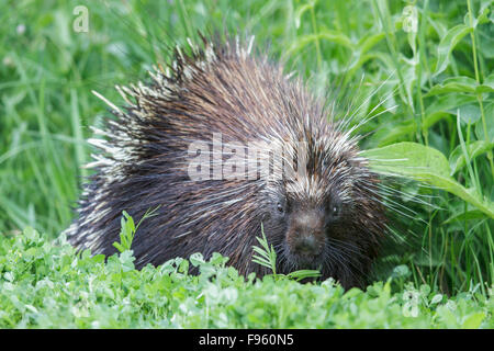 Ein Stachelschwein in südlichen Ontario, Kanada. Stockfoto