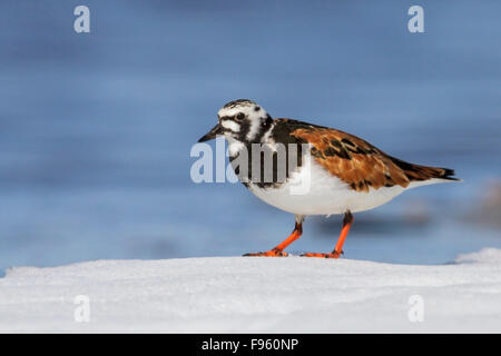 Ruddy Steinwälzer (Arenaria Interpres) an der Hudson Bay in der Nähe von Churchill, Manitoba, Kanada. Stockfoto