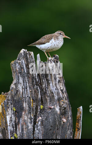 Spotted Flussuferläufer (Actitis Macularius), Erwachsene in der Zucht Gefieder, ThompsonNicola Region, Britisch-Kolumbien. Stockfoto