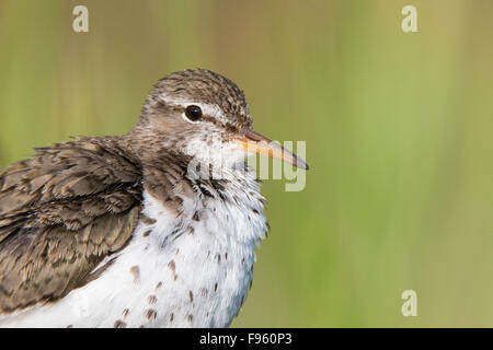 Spotted Flussuferläufer (Actitis Macularius), Erwachsene in der Zucht Gefieder, ThompsonNicola Region, Britisch-Kolumbien. Stockfoto