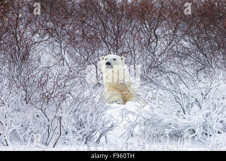 Eisbär (Ursus Maritimus), ruht unter Weiden (Salix Sp.), Cape Churchill, Wapusk-Nationalpark, Manitoba. Stockfoto