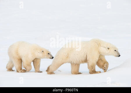 Eisbär (Ursus Maritimus), weibliche und zweijährige alten Cub Wandern Schnee auf, Cape Churchill, Wapusk-Nationalpark, Manitoba. Stockfoto