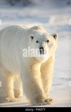 Eisbär (Ursus Maritimus), Männlich, Cape Churchill, Wapusk-Nationalpark, Manitoba. Beachten Sie die Flecken von Blut auf seiner Schulter Stockfoto