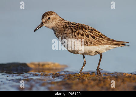 Semipalmated Strandläufer (Calidris Pusilla) in einem Teich in der Tundra in der Nähe von Churchill, Manitoba, Kanada. Stockfoto