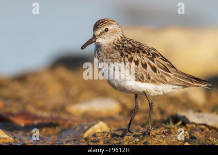 Semipalmated Strandläufer (Calidris Pusilla) in einem Teich in der Tundra in der Nähe von Churchill, Manitoba, Kanada. Stockfoto