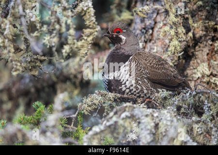 Fichte Grouse (Falcipennis Canadensis) thront auf einem Ast in Churchill, Manitoba, Kanada. Stockfoto